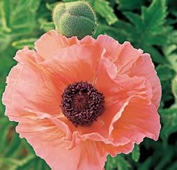 ORIENTAL POPPY