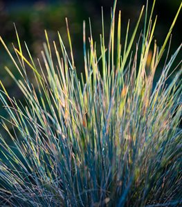 Helictotrichon sempervirens - Photo by: Claire Takacs.
