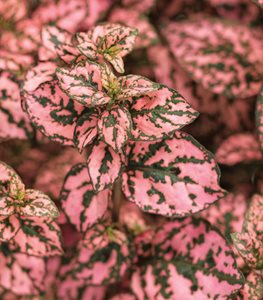 Polka Dot Plant Hippo Pink