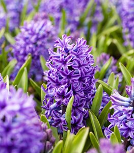 'Blue Jacket' hyacinth