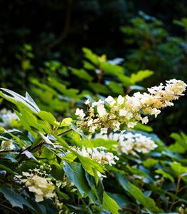 Hydrangea quercifolia - Photo by: Claire Takacs.
