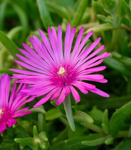 ICE PLANT