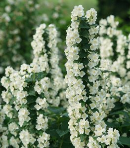 Illuminati Tower® mock orange