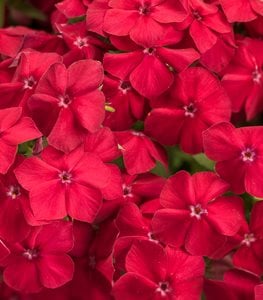 Intensia® Red Hot phlox