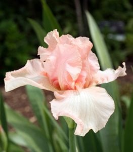 'BEVERLY SILLS' IRIS