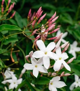Jasmine flowers