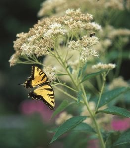 'Bartered Bride' Joe Pye weed