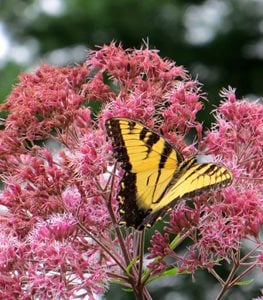 JOE PYE WEED