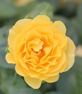 JULIA CHILD ROSE