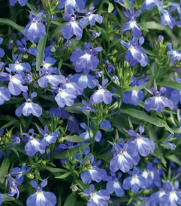 Lobelia Laguna Compact Blue with Eye