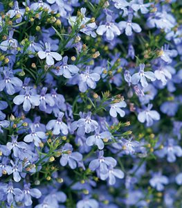 Laguna Sky Blue Lobelila, Lobelia Erinus, Light Blue Flower
Proven Winners
Sycamore, IL