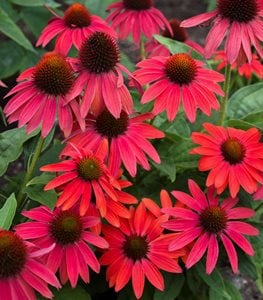CONEFLOWER