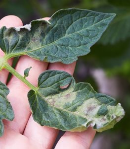 Late blight tomato leaf