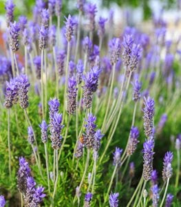 Lavender Plant Care - Ultimate Planting & Growing Guide