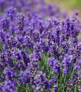 Lavender Growing In Field
Shutterstock.com
New York, NY