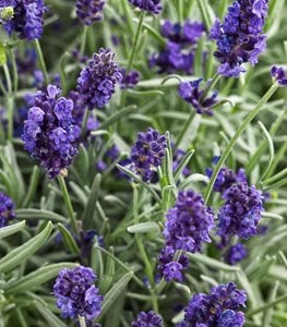 Sweet Romance lavender