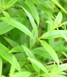 Lemon Verbena, Aloysia Citriodora
Shutterstock.com
New York, NY