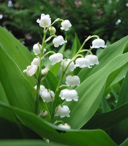 Lily of the Valley flowers