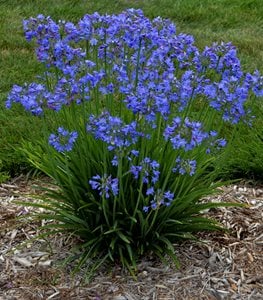 Little Galaxy Agapanthus, Agapanthus Plant
Proven Winners
Sycamore, IL