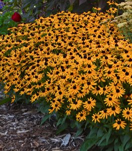 LITTLE GOLDSTAR BLACK-EYED SUSAN