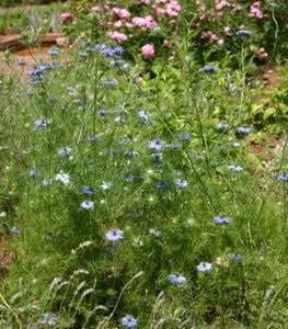 Love In A Mist Flower, Nigella Damascena,
Millette Photomedia