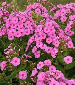 Luminary Prismatic Pink Phlox