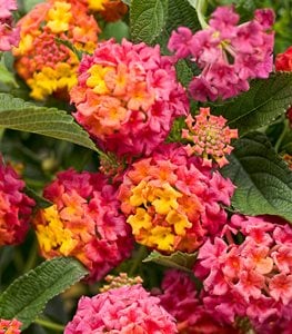 LANTANA