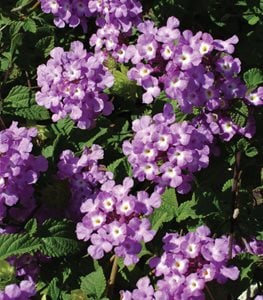 Luscious® Grape lantana
