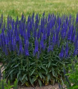 Magic Show Wizard Of Ahhs Spike Speedwell, Veronica Hybrid
Proven Winners
Sycamore, IL