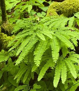 FERNS