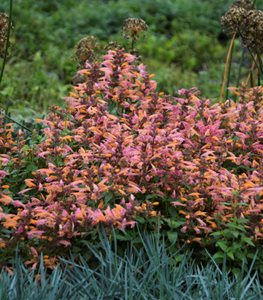 Mango Tango agastache, anise hyssop