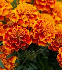 marigolds