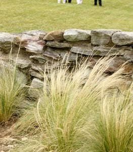 Japanese Forest Grass