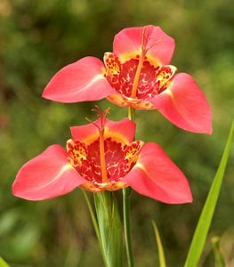 MEXICAN SHELL FLOWER