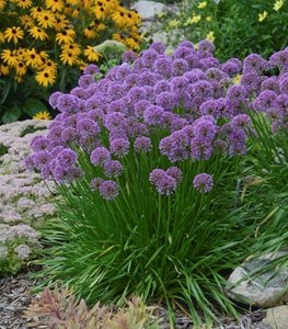 'Millenium' allium