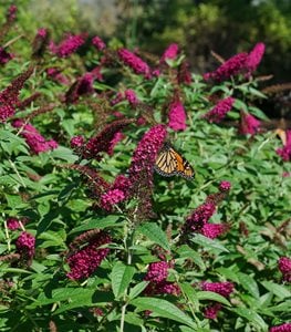 'Miss Molly' butterfly bush