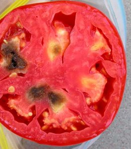 Black mold in tomato