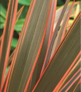 NEW ZEALAND FLAX