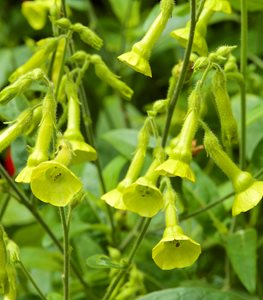 Nicotiana Flower, Flowering Tobacco, Nicotiana Langsdorffii
Garden Design
Calimesa, CA
