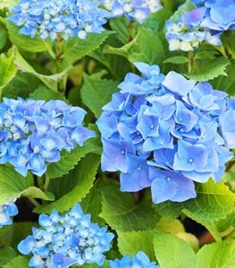 HYDRANGEA