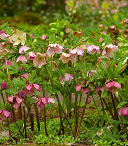 Helleborus x hybridus (hybrid Lenten rose) - Photo by: Janet Loughrey.