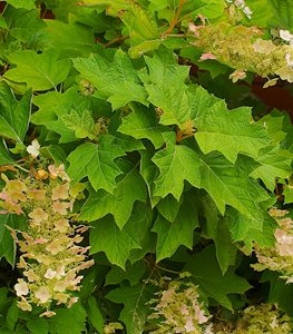 Hydrangea quercifolia (oakleaf hydrangea) - Photo by: Janet Loughrey.