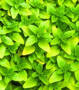 Oregano, Origanum
Garden Design
Calimesa, CA