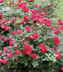 OSO EASY DOUBLE RED ROSE
