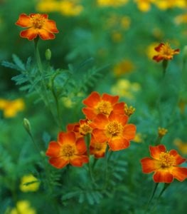 MARIGOLD