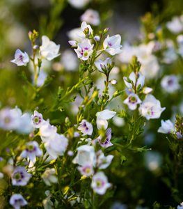 Parahebe catarractae - Photo by: Claire Takacs.