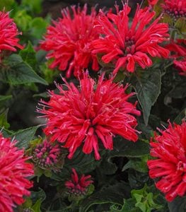 BEE BALM