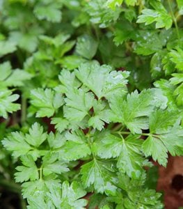 Parsley, Petroselinum Crispum
Shutterstock.com
New York, NY