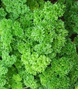 parsley