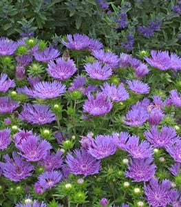 Peachie's Pick Aster, Lavender-Blue Aster
Proven Winners
Sycamore, IL